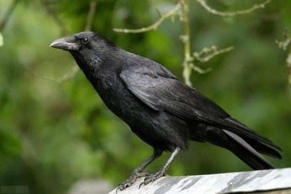 Áp dụng nguyên lý này vào việc dạy con, “Luật Quạ” khuyên cha mẹ nên ngừng giao tiếp ngay khi trẻ thể hiện hành vi thiếu tôn trọng.