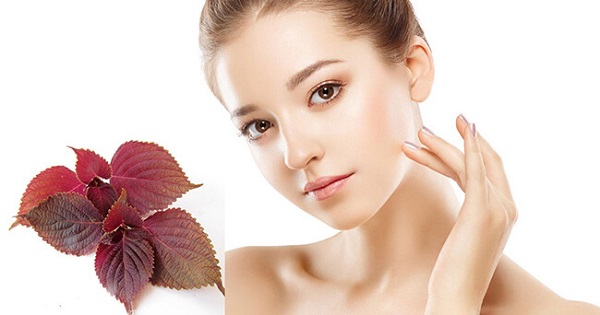 Ngoài ra, lá tía tô còn chứa nhiều chất chống oxy hóa giúp giảm tác động của gốc tự do