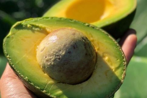 Bơ được đánh giá cao nhờ hàm lượng chất béo không bão hòa đơn dồi dào, có tác dụng duy trì hàng rào lipid tự nhiên của da.